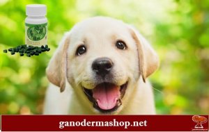 Spirulina kutyáknak,macskáknak